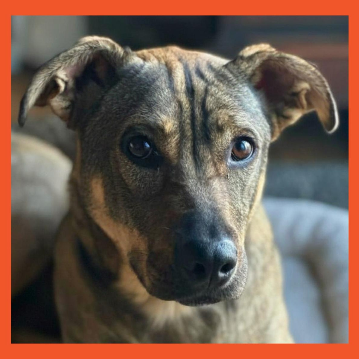 Gabby, Adoptable, Adult Female Dachshund & Black Mouth Cur.