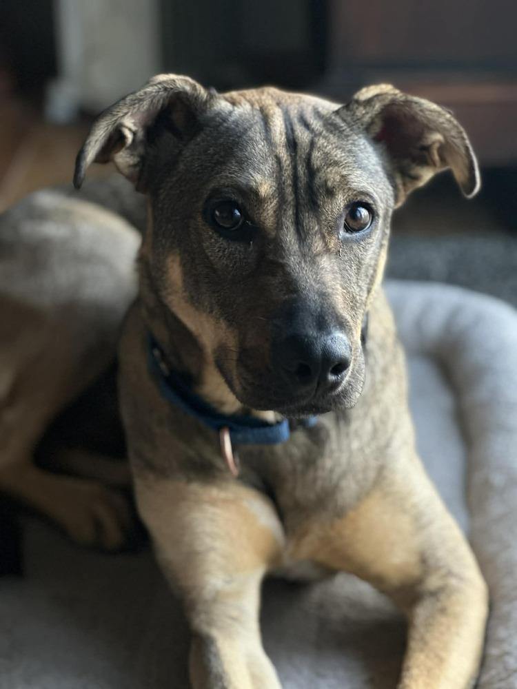 Enlarge Gabby, a Adoptable mixed breed in San Francisco, CA image 4/6