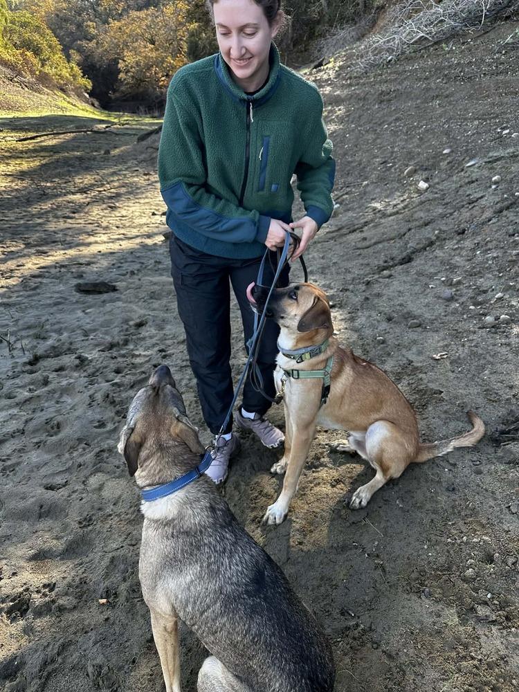 Enlarge Gabby, a Adoptable mixed breed in San Francisco, CA image 5/6