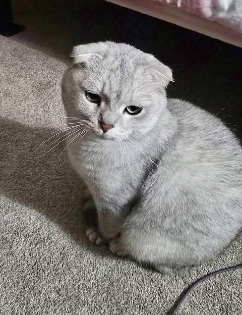 Enlarge Max in Wisconsin, a ADOPTABLE Scottish Fold in Ennis, TX image 2/3