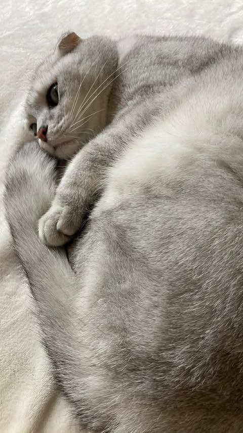Enlarge Max in Wisconsin, a ADOPTABLE Scottish Fold in Ennis, TX image 3/3