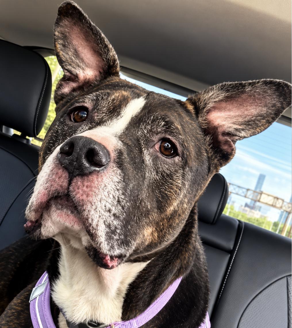 Enlarge Mimi, a Adoptable Pit Bull Terrier in Tinton Falls, NJ image 3/5