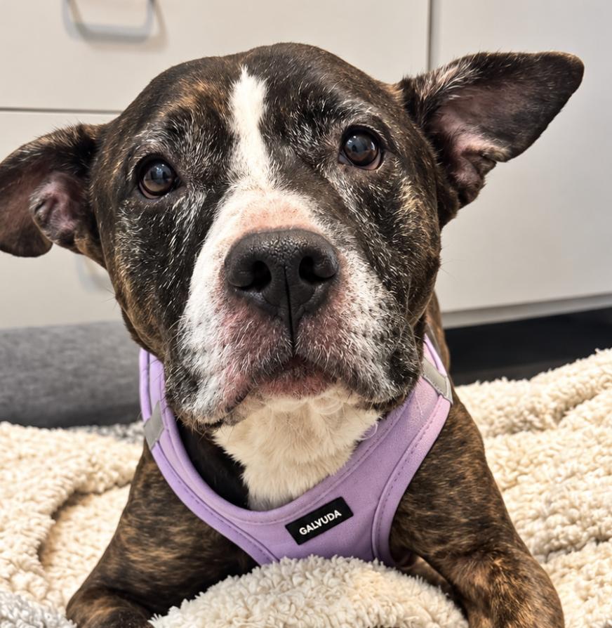 Enlarge Mimi, a Adoptable Pit Bull Terrier in Tinton Falls, NJ image 1/5