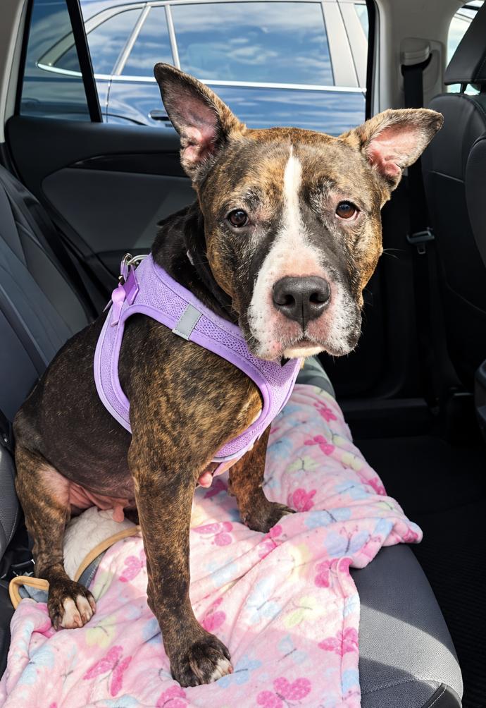 Enlarge Mimi, a Adoptable Pit Bull Terrier in Tinton Falls, NJ image 2/5