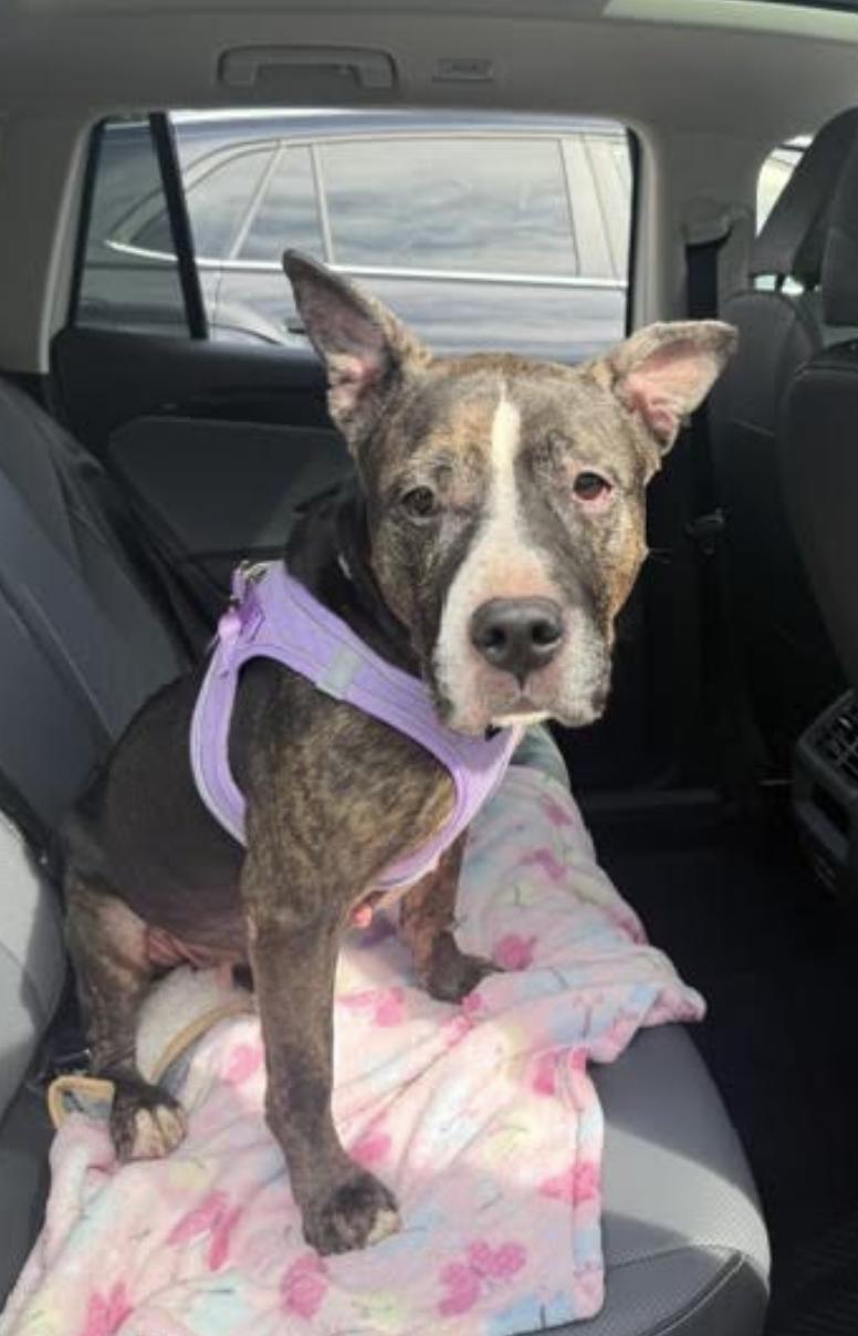 Enlarge Mimi, a Adoptable Pit Bull Terrier in Tinton Falls, NJ image 4/5