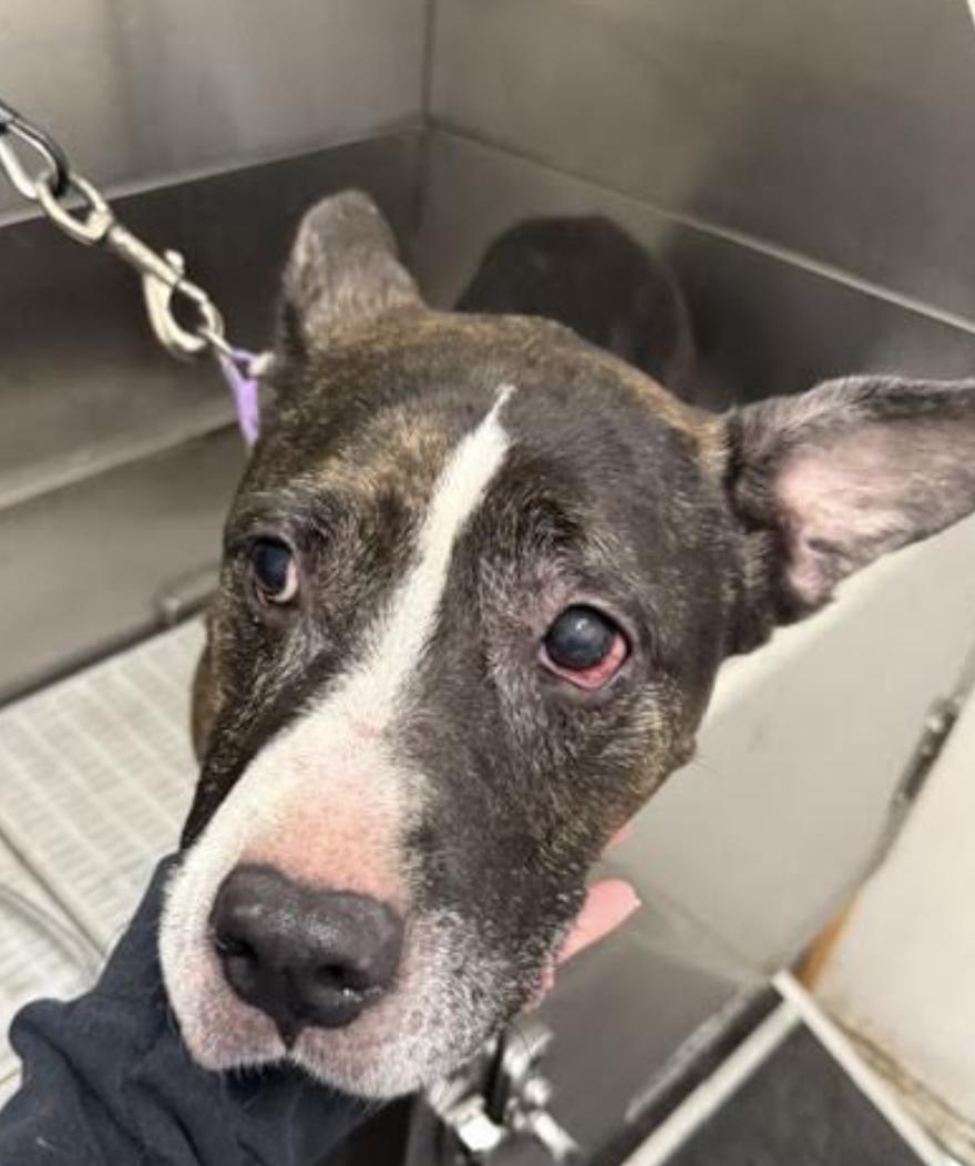 Enlarge Mimi, a Adoptable Pit Bull Terrier in Tinton Falls, NJ image 5/5