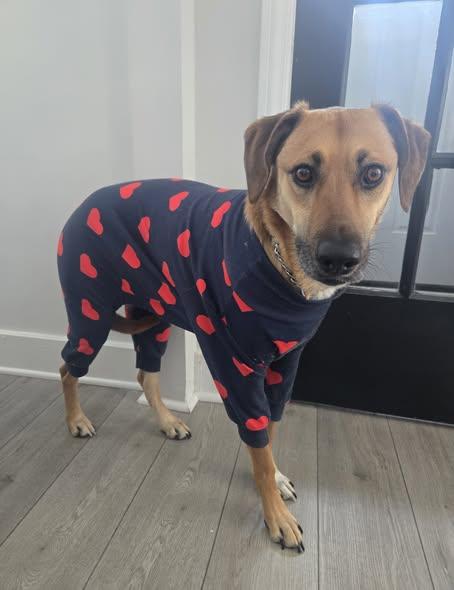 Enlarge Maya, a ADOPTABLE mixed breed in KITCHENER, ON image 1/1
