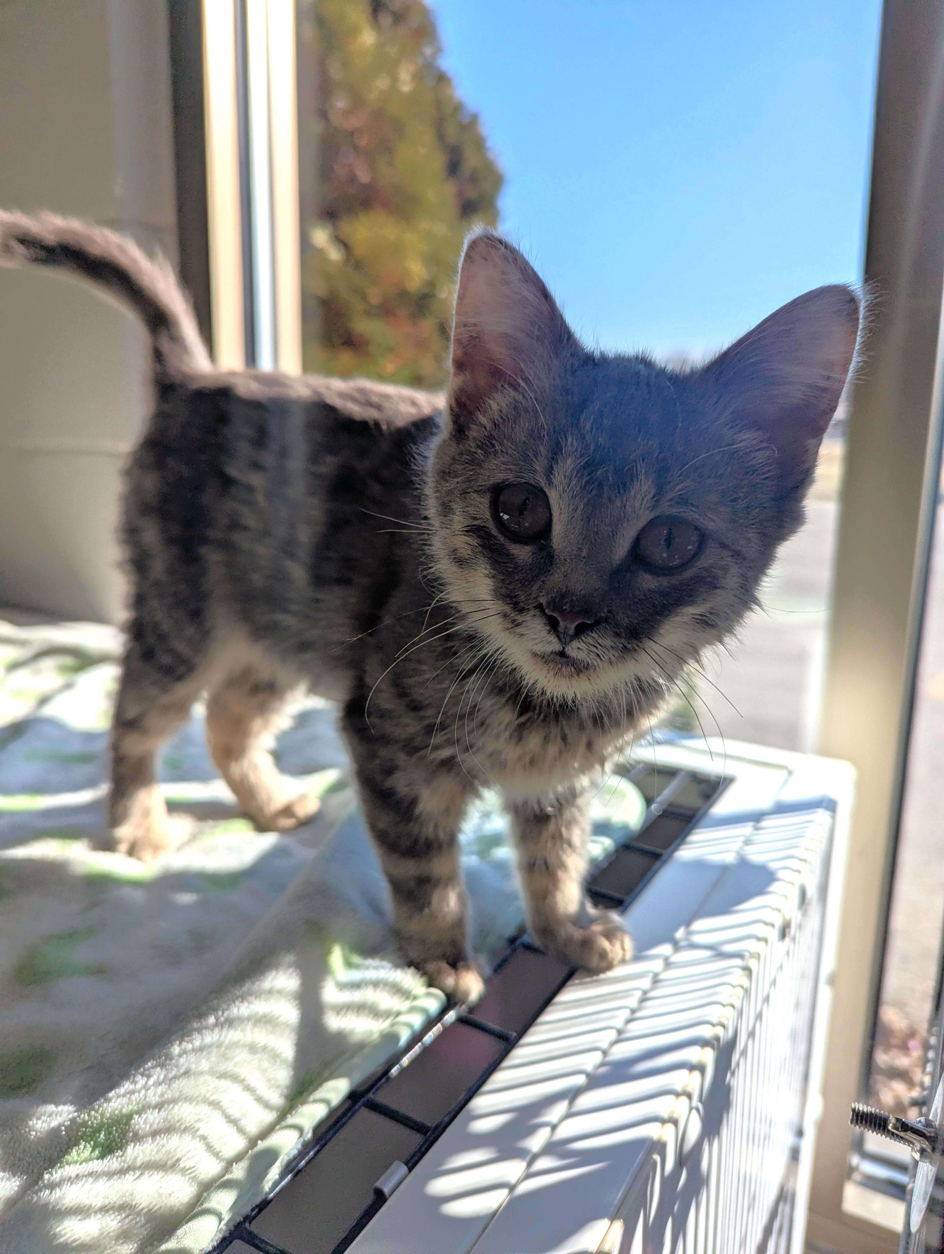 Enlarge Gal, an adopted Domestic Short Hair in Oconto, WI image 2/2