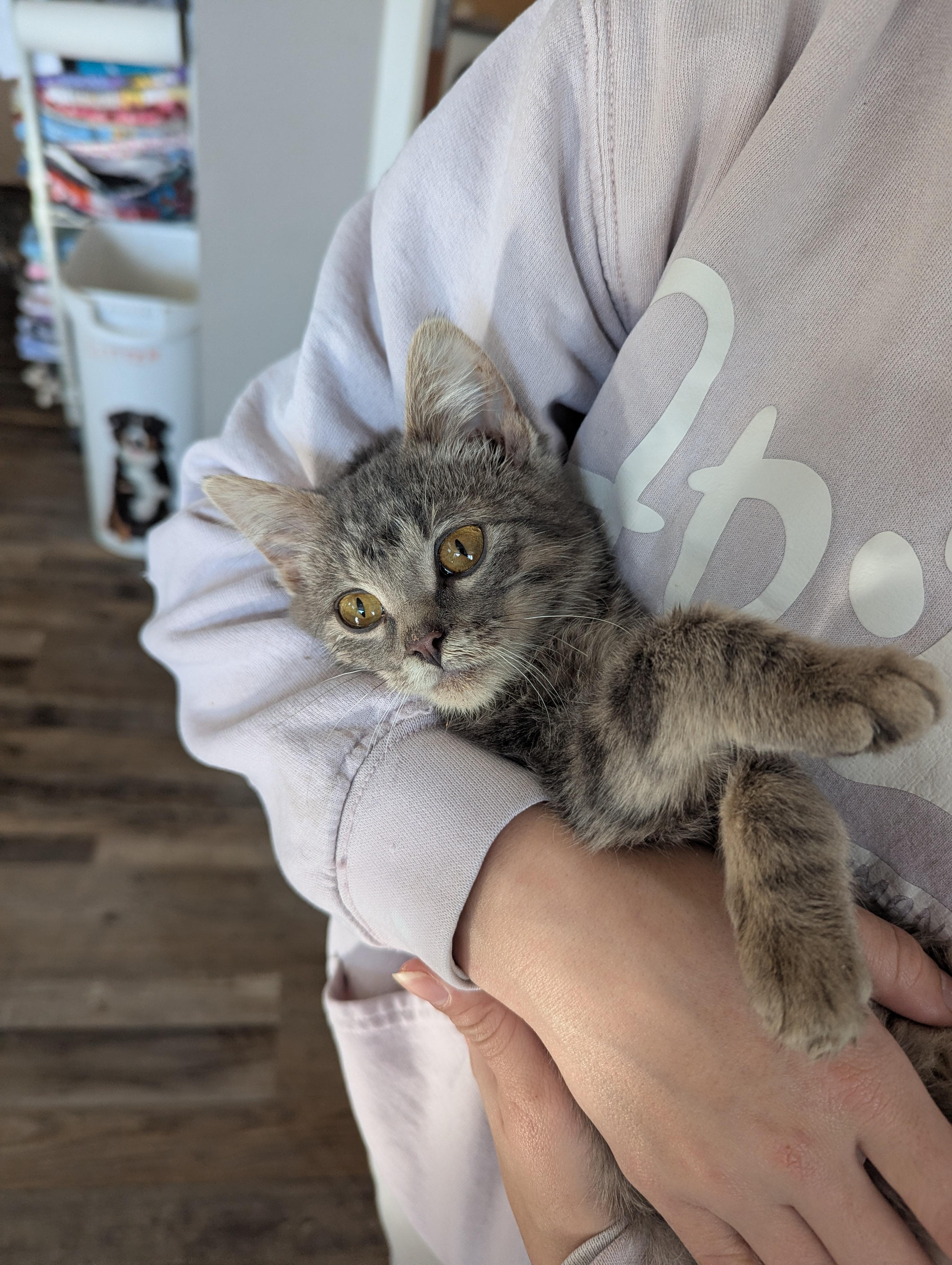 Gal, adopted, Kitten Female Domestic Short Hair.