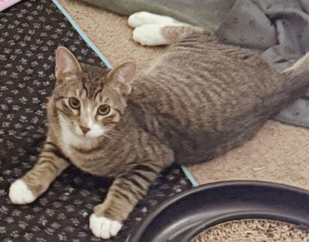 Jericho, Adoptable, Young Male Domestic Short Hair & Tabby.