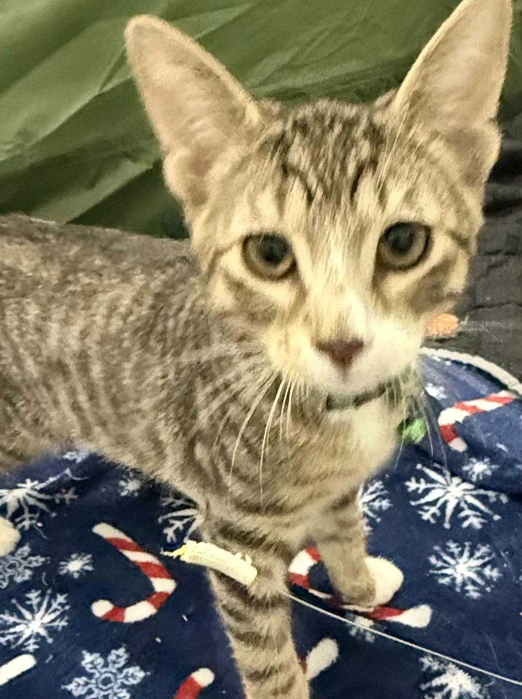 Enlarge Jericho, a Adoptable mixed breed in Frisco, TX image 3/3