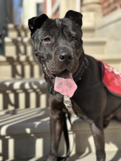 Benji — thumbnail 2