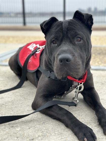 Benji — thumbnail 3