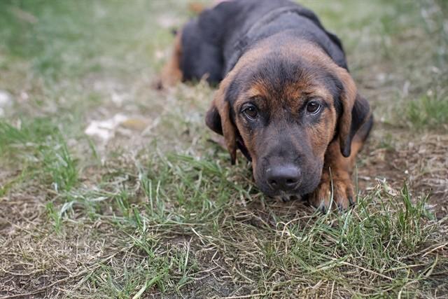 Enlarge LUISA, a Adoptable mixed breed in Belleville, IL image 1/1