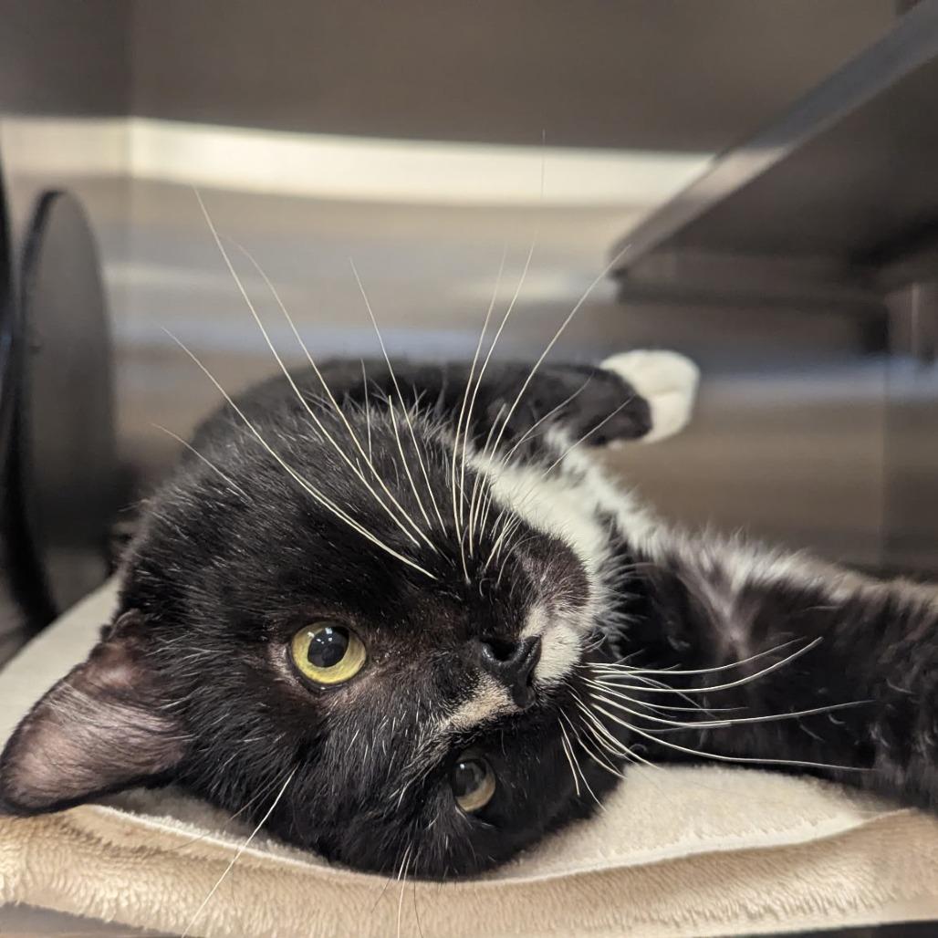 Norway, Adoptable, Adult Male Domestic Short Hair.