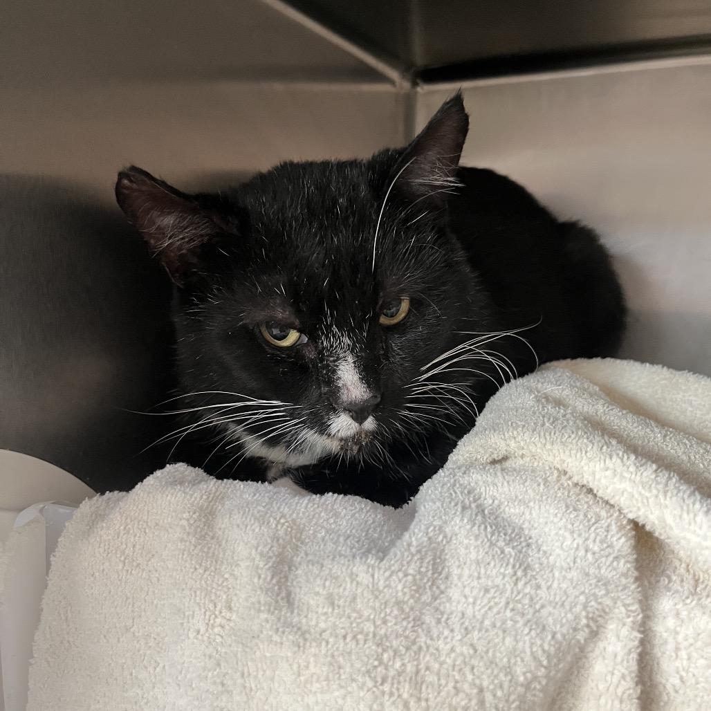 Enlarge Norway, a Adoptable Domestic Short Hair in Bristol, IN image 2/6