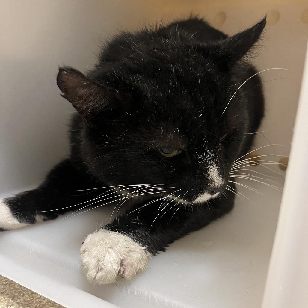 Enlarge Norway, a Adoptable Domestic Short Hair in Bristol, IN image 4/6