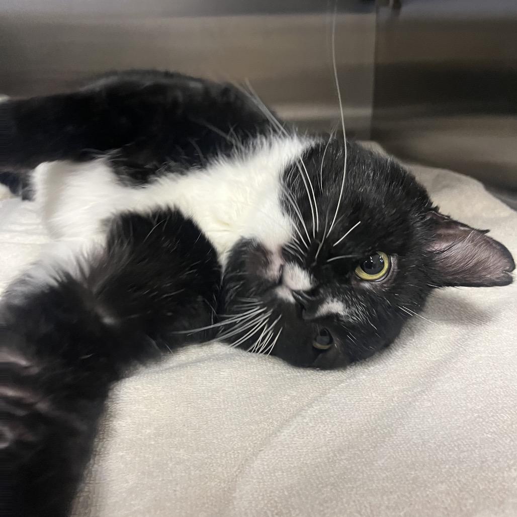 Enlarge Norway, a Adoptable Domestic Short Hair in Bristol, IN image 5/6