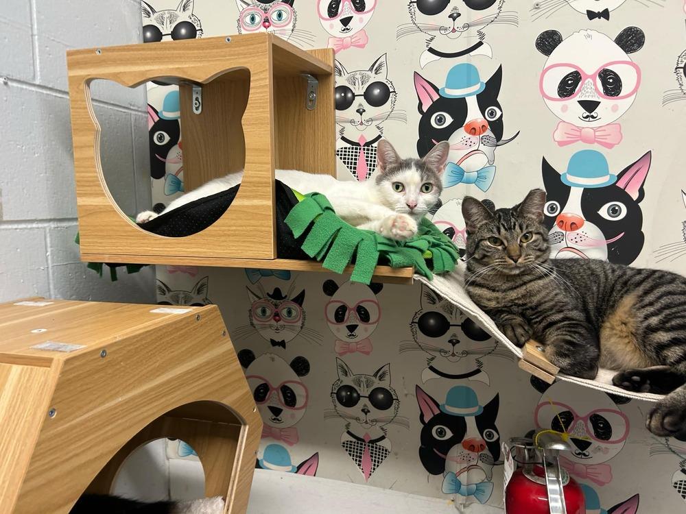 Storm, Adoptable, Adult Female Domestic Short Hair.