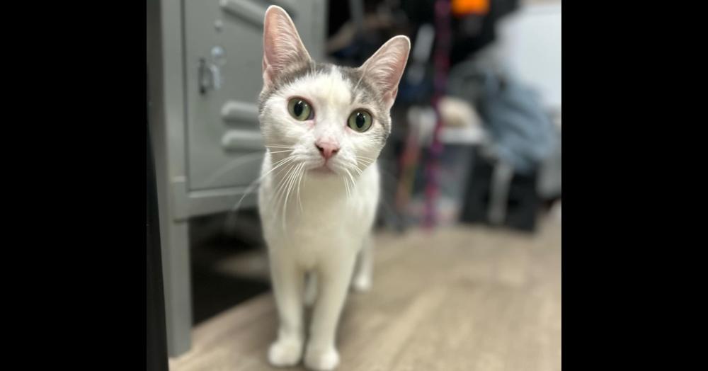 Storm, a Adoptable mixed breed in Mishawaka, IN image 2/3