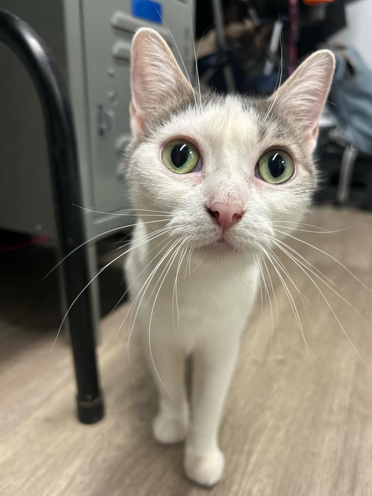 Storm, a Adoptable mixed breed in Mishawaka, IN image 3/3