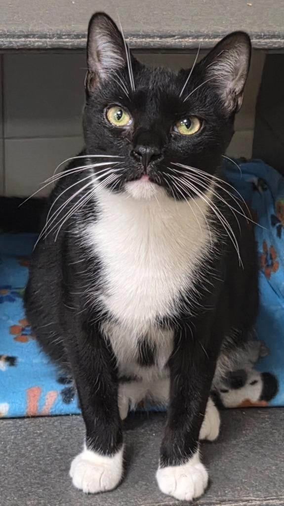 Enlarge Gustavo, a Adoptable mixed breed in Olean, NY image 1/1