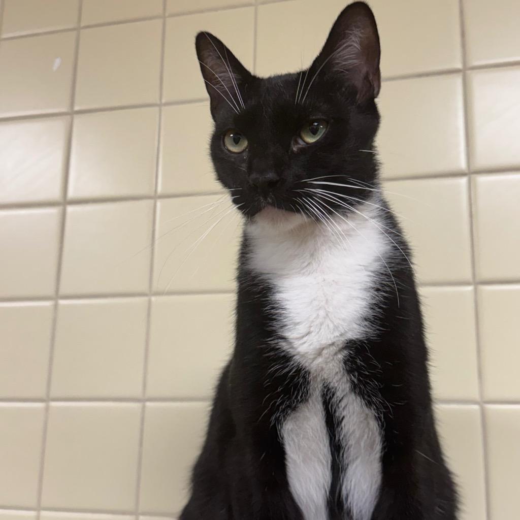 Gustavo, a Adoptable mixed breed in Olean, NY image 2/2