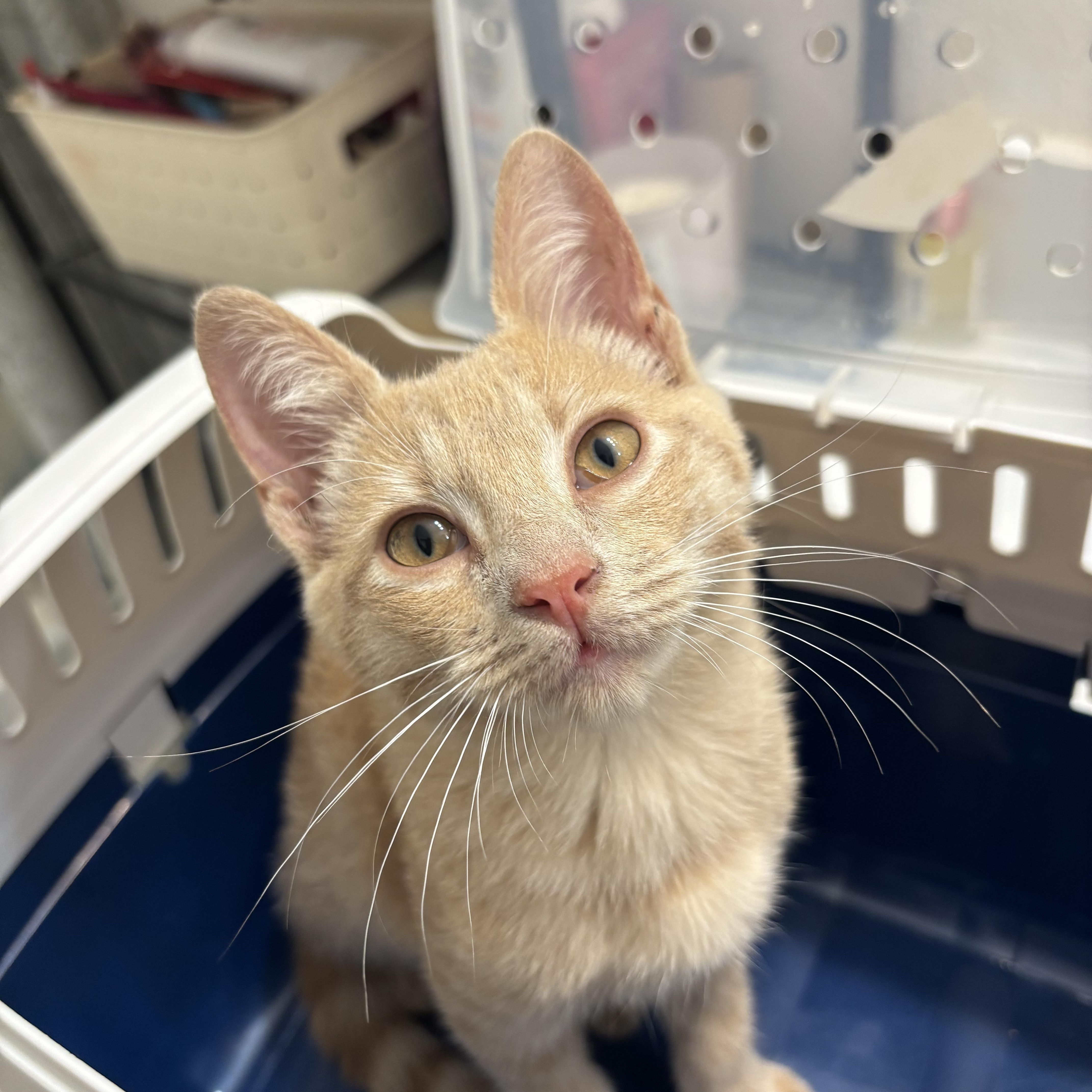 Clementine, an adopted Domestic Short Hair in Honolulu, HI image 6/6