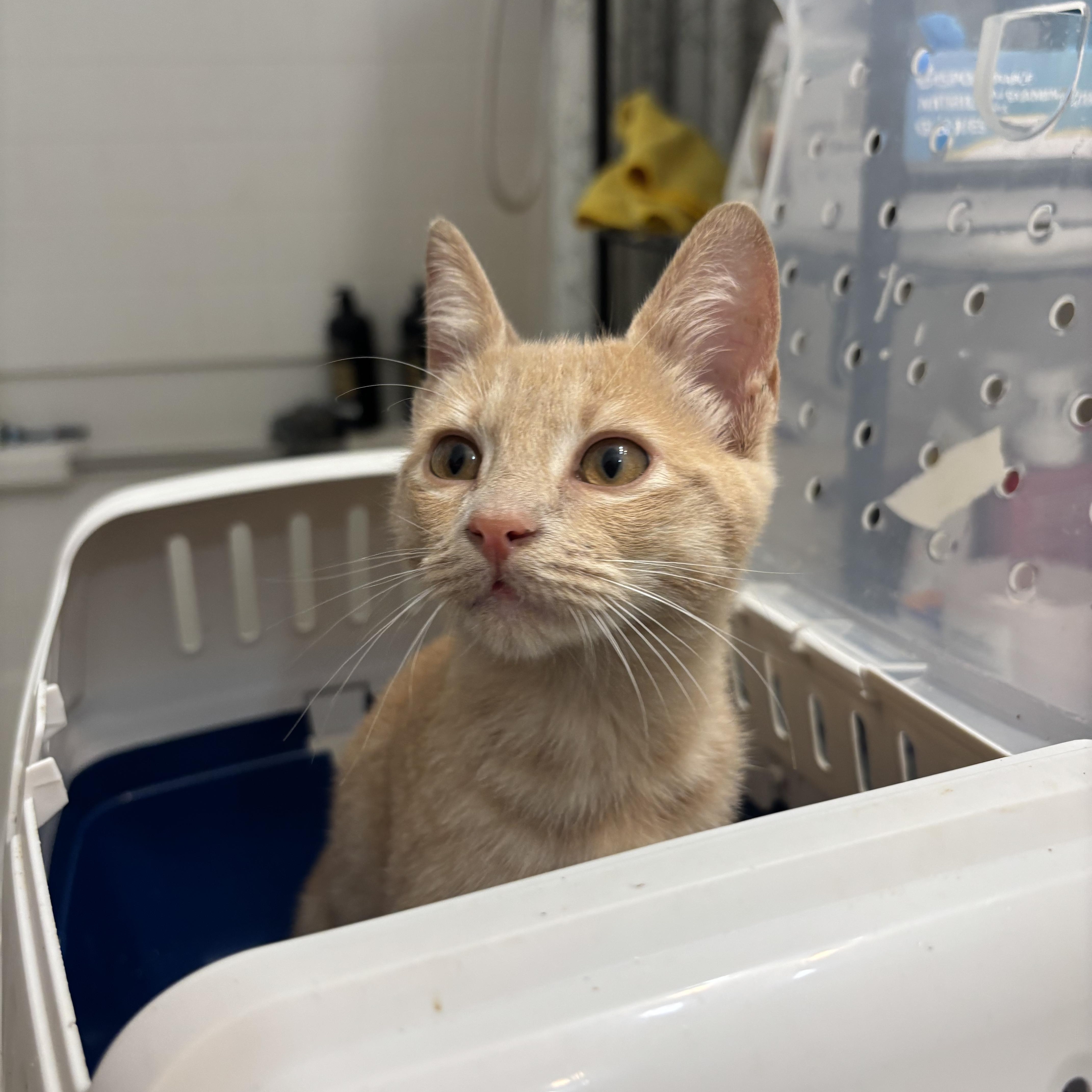 Clementine, an adopted Domestic Short Hair in Honolulu, HI image 3/6