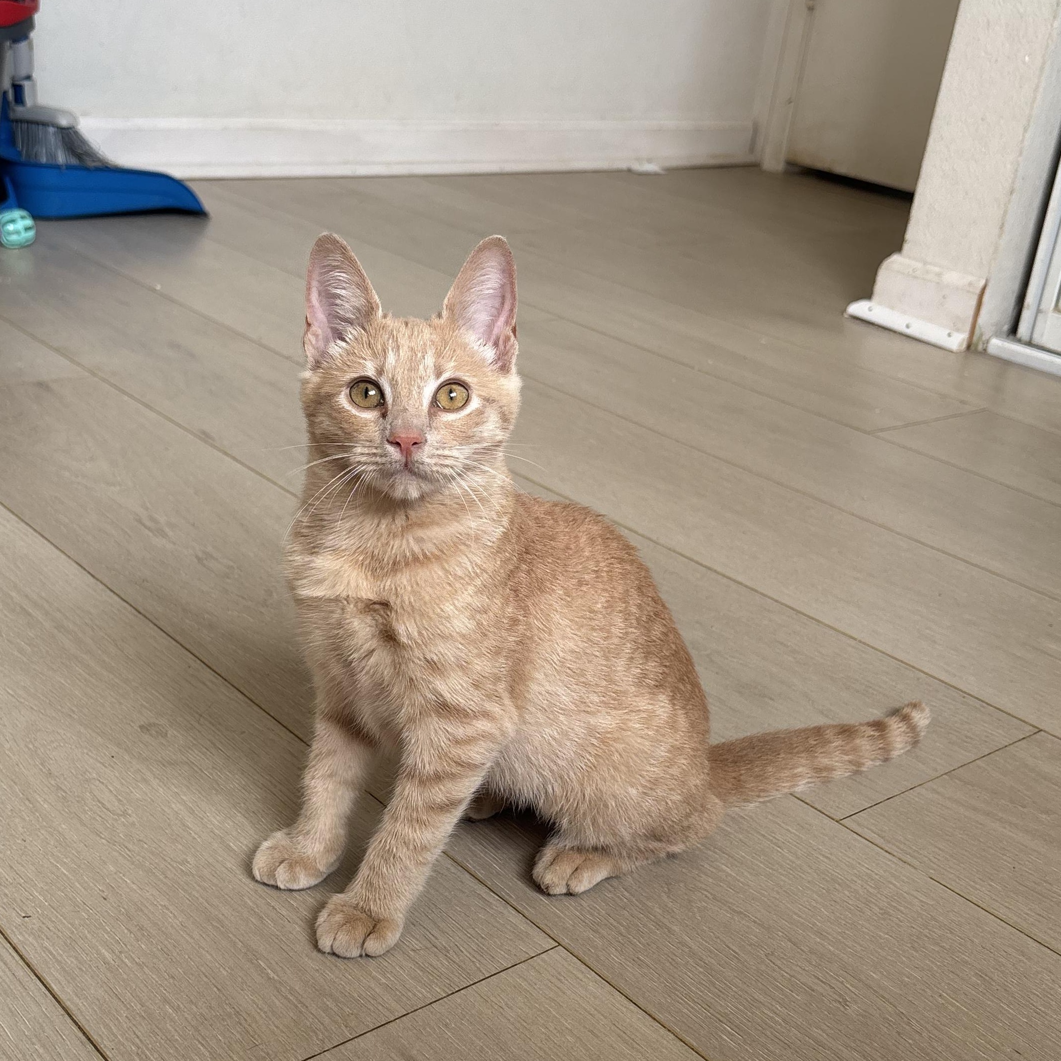 Clementine, adopted, Kitten Female Domestic Short Hair.