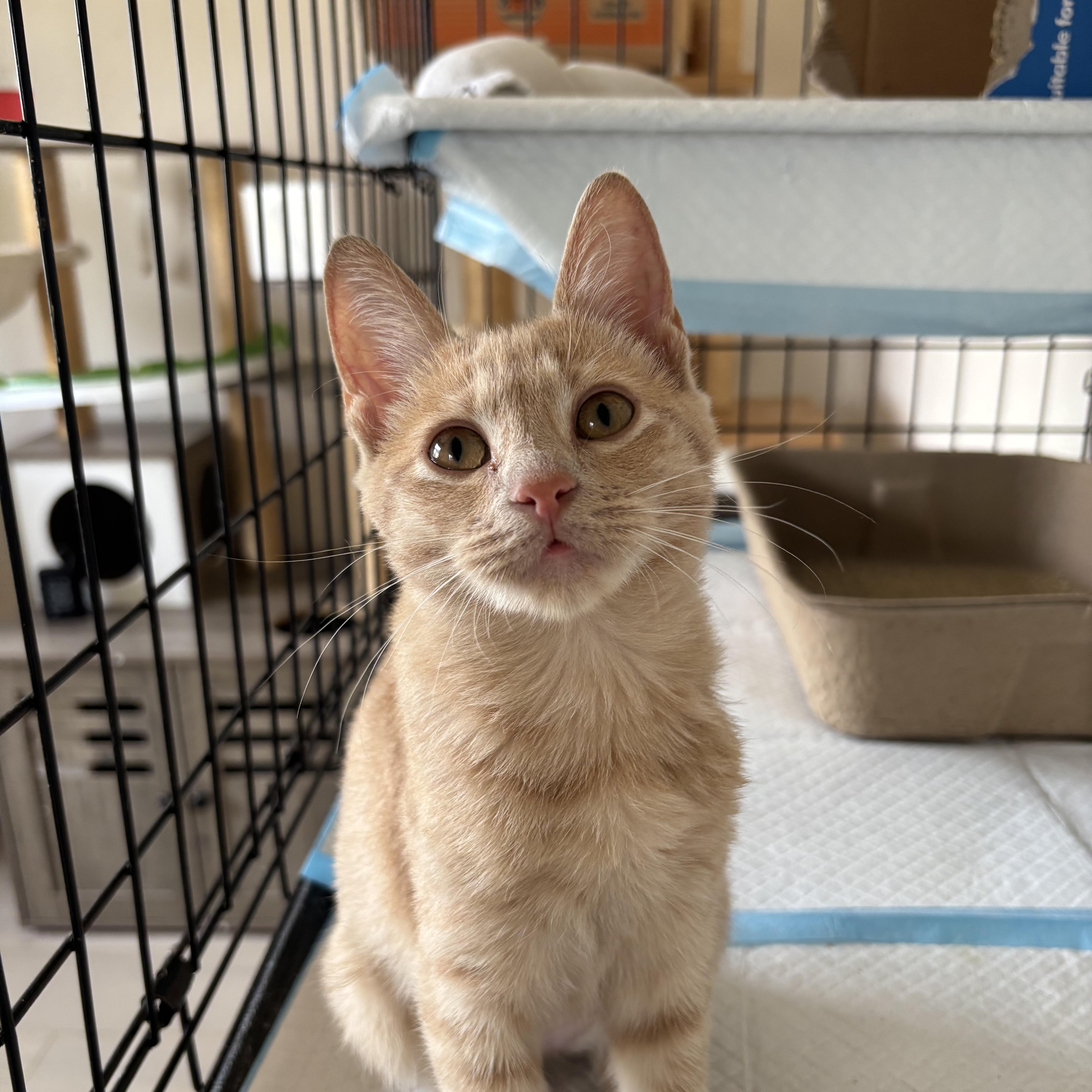 Clementine, an adopted Domestic Short Hair in Honolulu, HI image 2/6