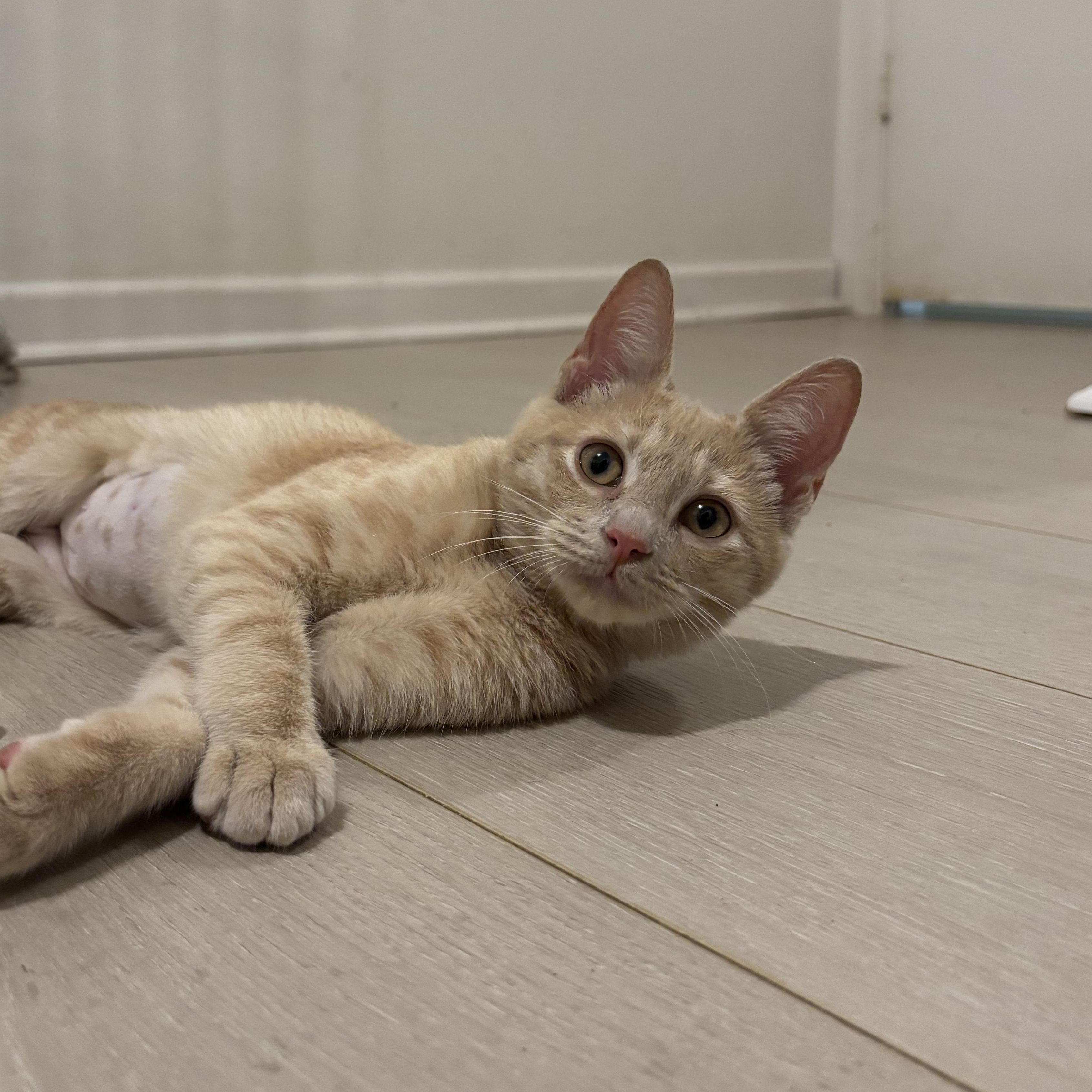 Clementine, an adopted Domestic Short Hair in Honolulu, HI image 5/6