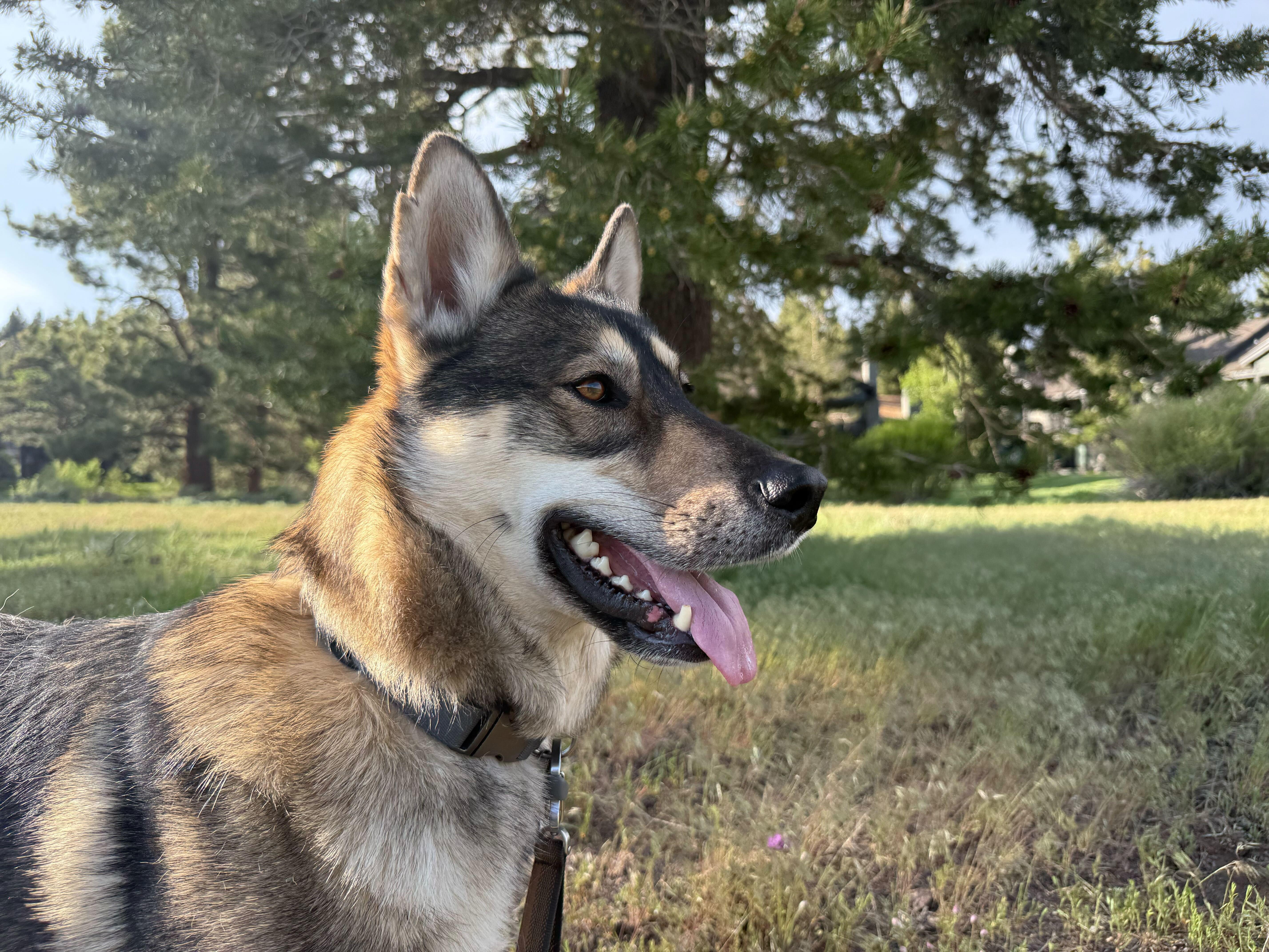 Adopt Jessie