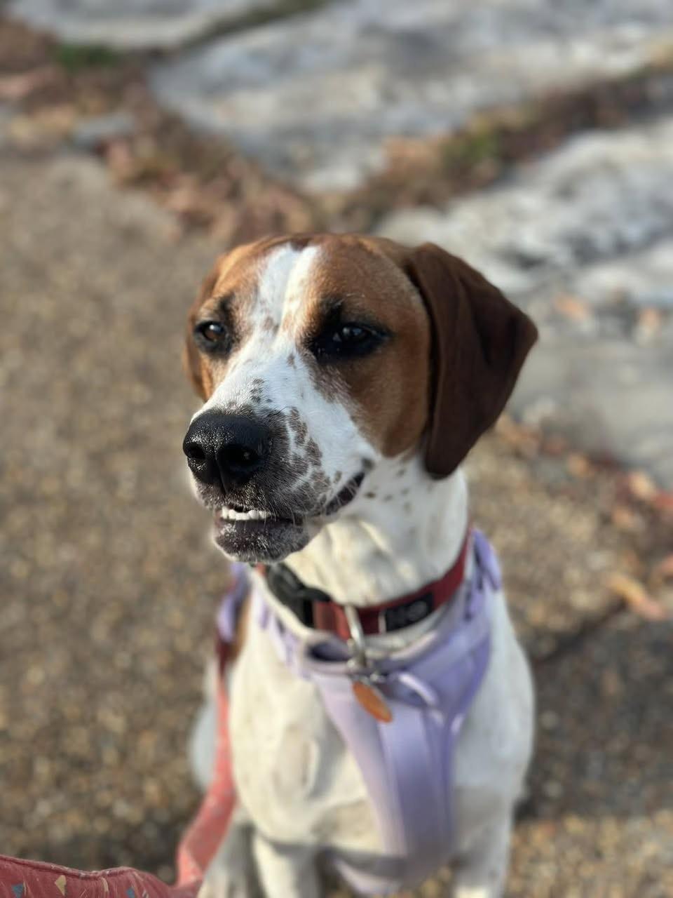 Bellini, Adoptable, Young Female Hound.