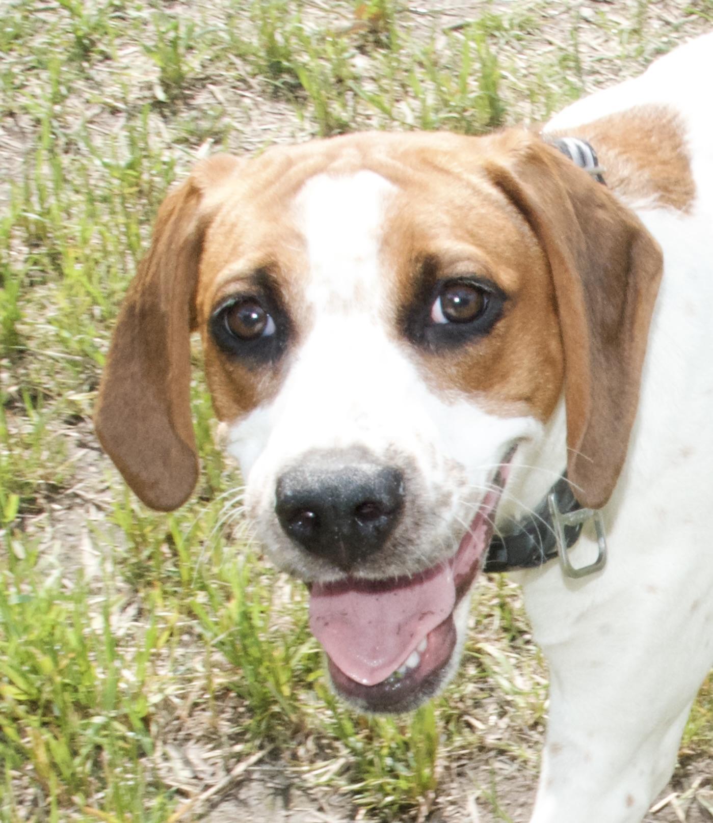Bellini, a Adoptable Hound in Gloucester, VA image 2/6
