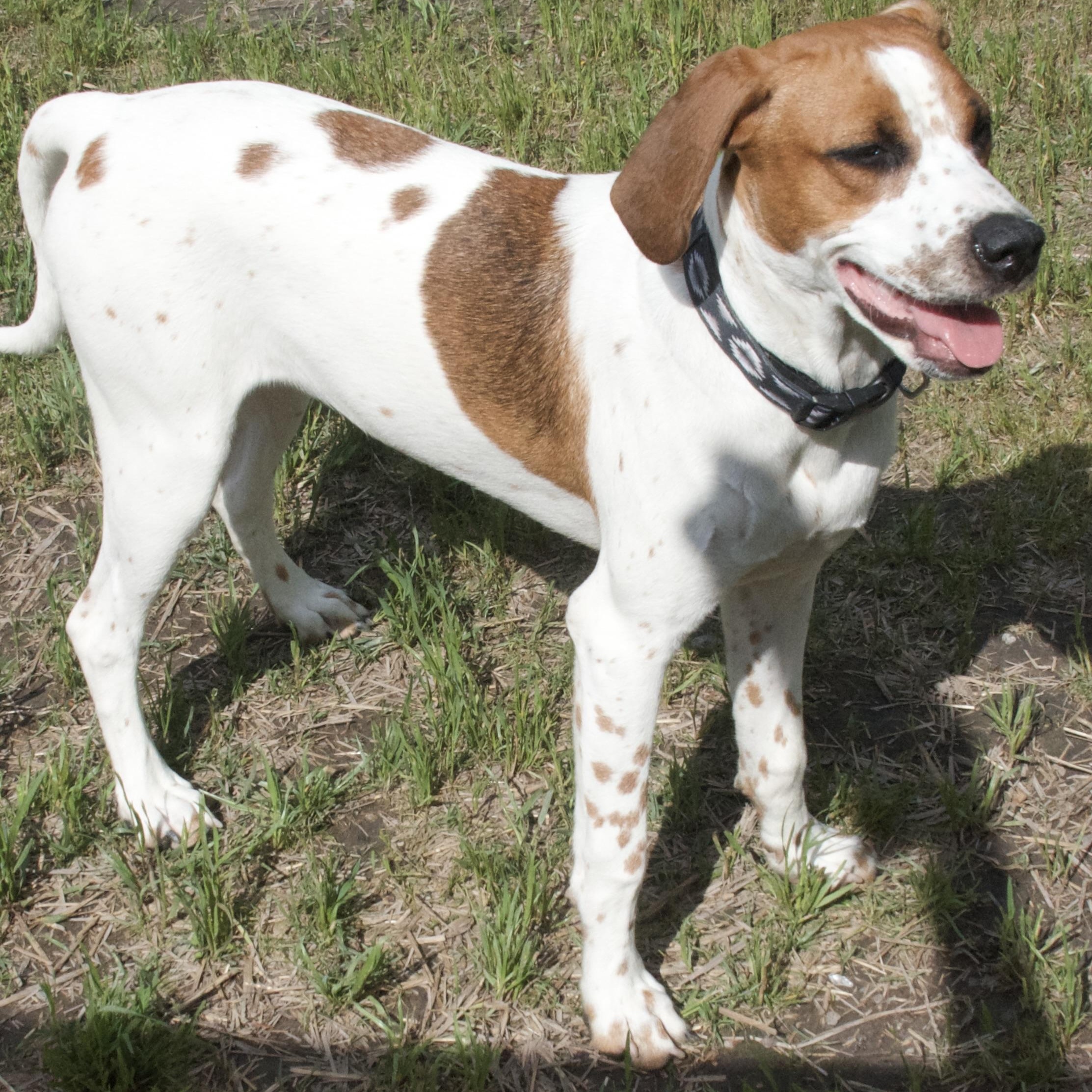 Bellini, a Adoptable Hound in Gloucester, VA image 6/6