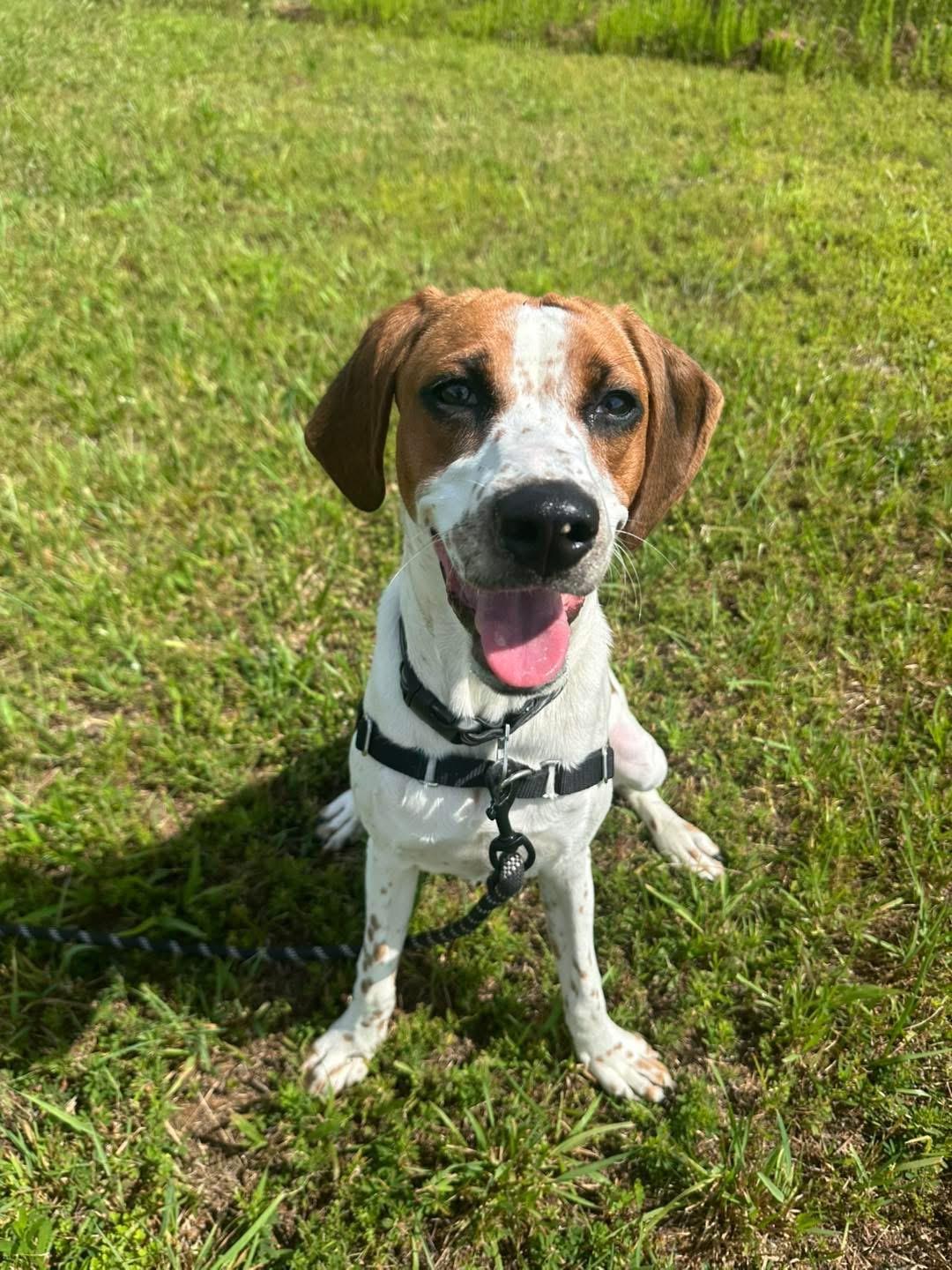 Bellini, a Adoptable Hound in Gloucester, VA image 3/6