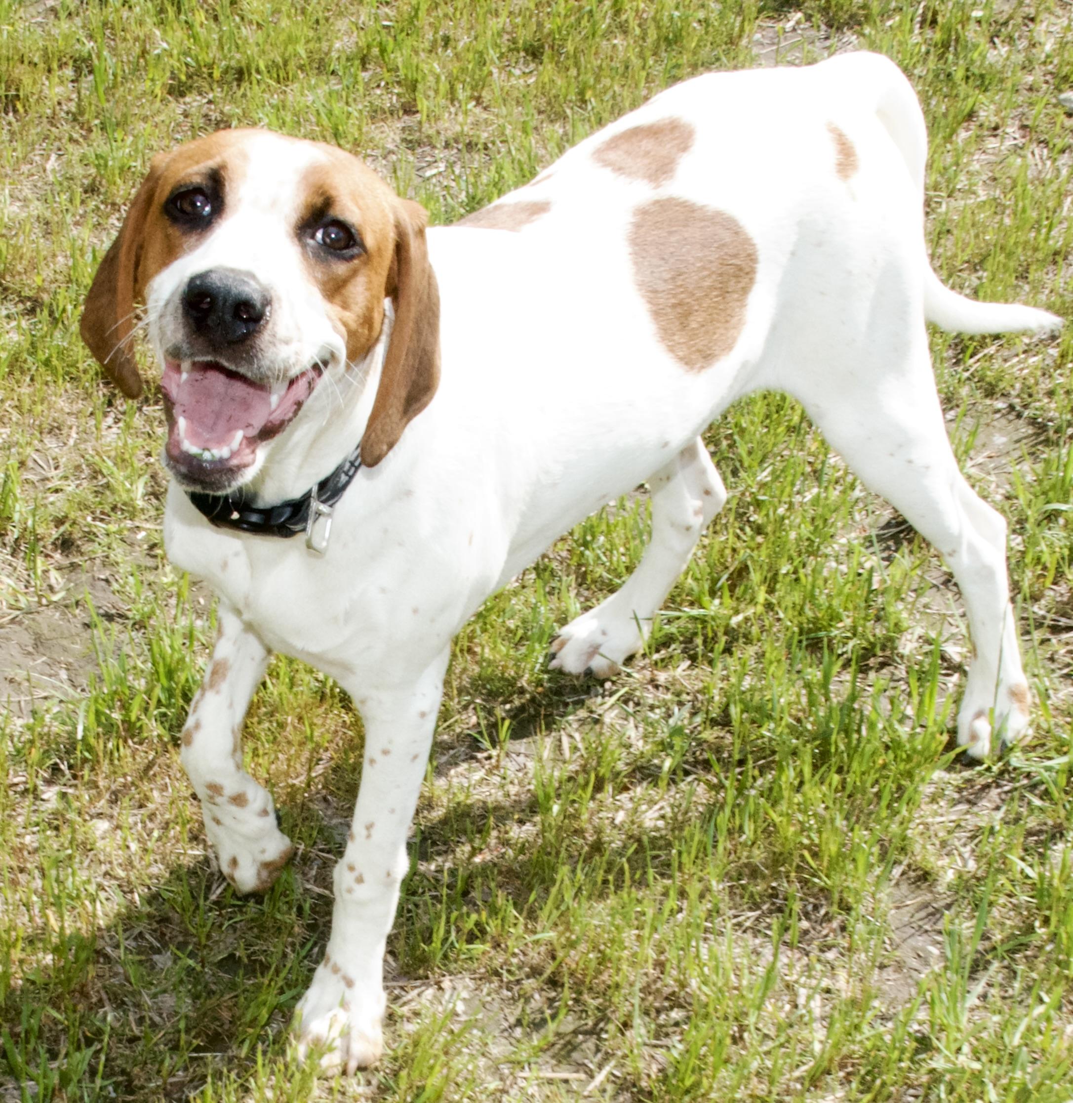 Bellini, a Adoptable Hound in Gloucester, VA image 4/6