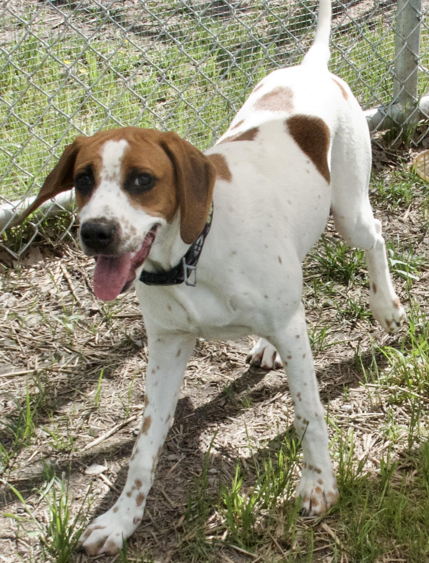 Bellini, a Adoptable Hound in Gloucester, VA image 5/6