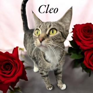 Cleo