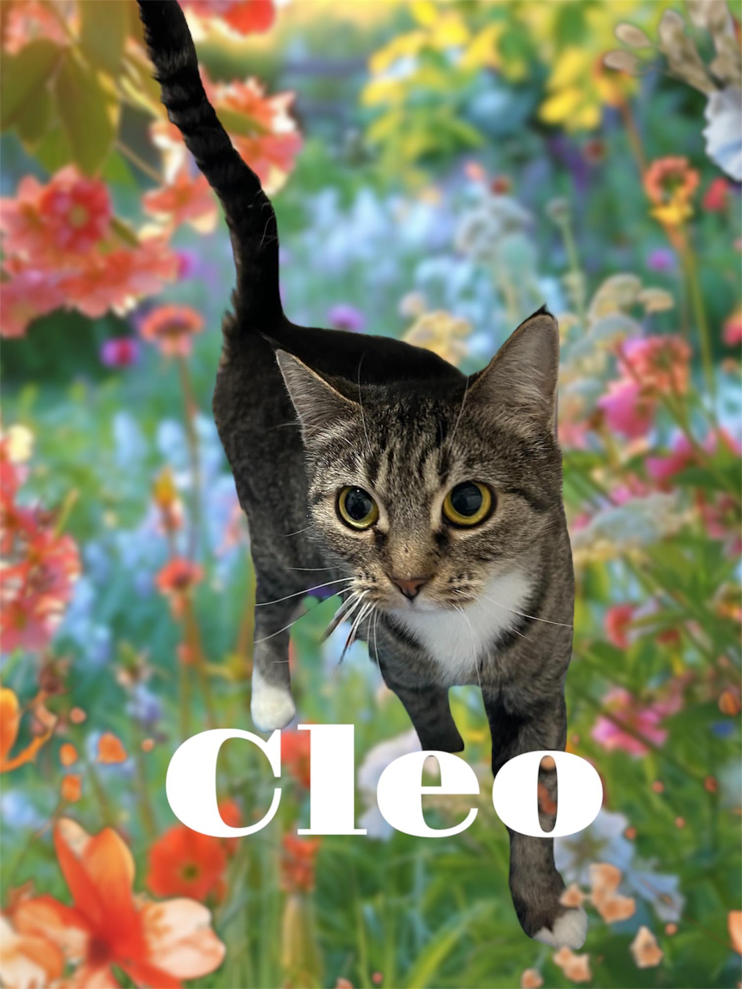 Cleo