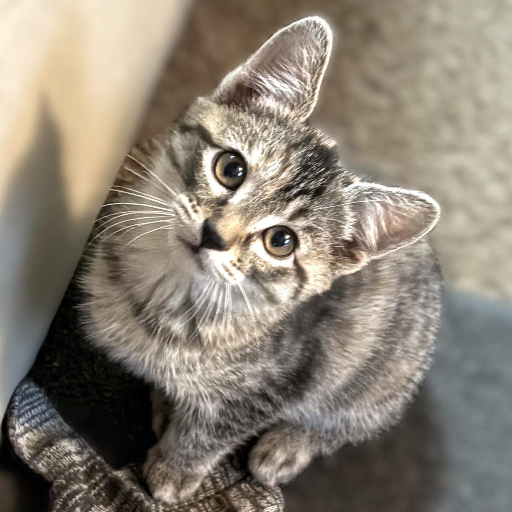 Enlarge Cinnamon, a Adoptable Domestic Short Hair image 1/2