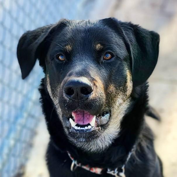 Bojack, an adoptable Mixed Breed in Collingwood, ON, L9Y 0W1 | Photo Image 2