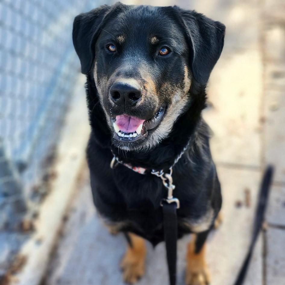 Bojack, an adoptable Mixed Breed in Collingwood, ON, L9Y 0W1 | Photo Image 1