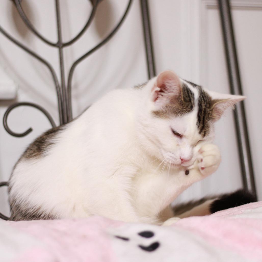 Enlarge Patrick (Bonded to Sporty), a Adoptable Domestic Short Hair in Merrillville, IN image 2/6
