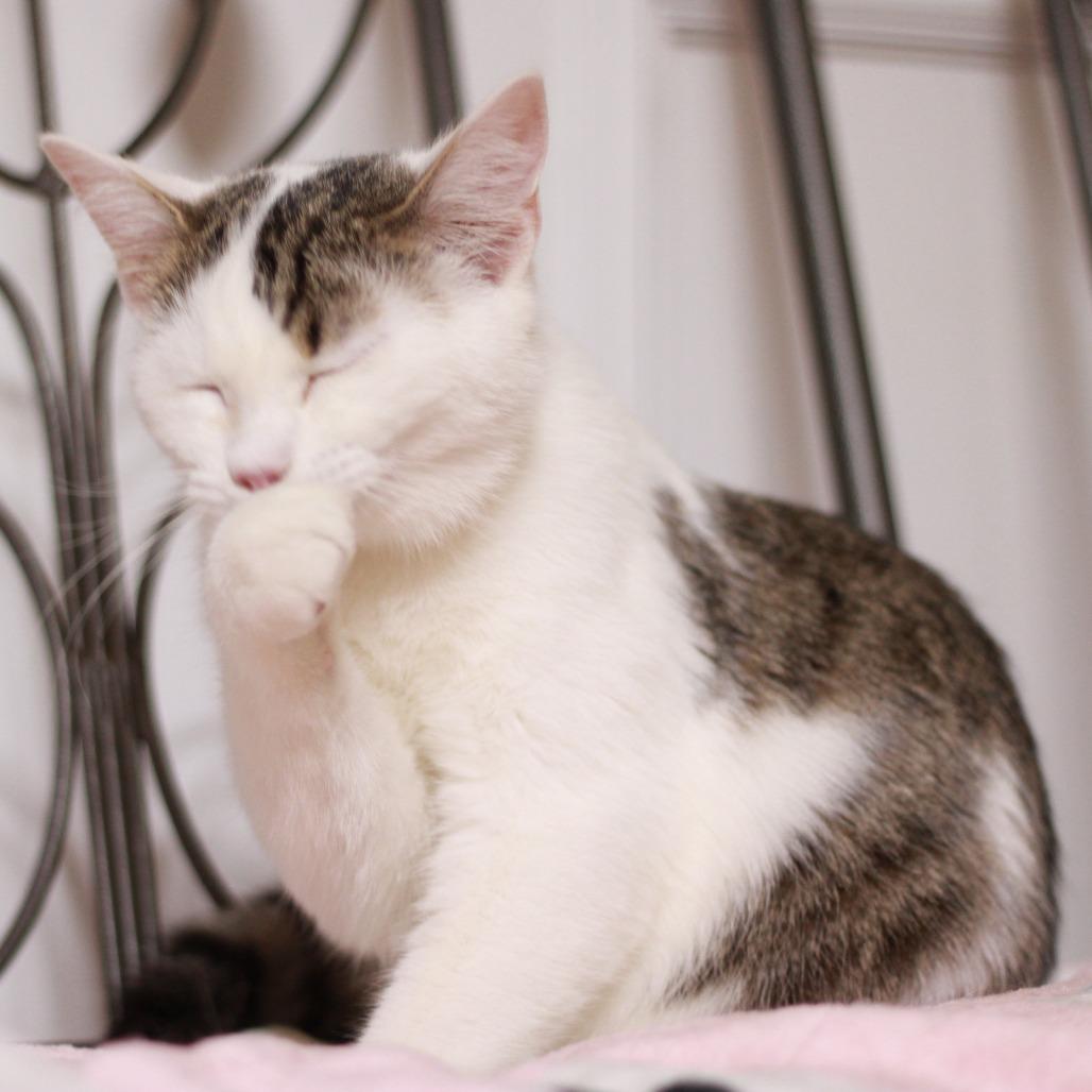 Enlarge Patrick (Bonded to Sporty), a Adoptable Domestic Short Hair in Merrillville, IN image 6/6