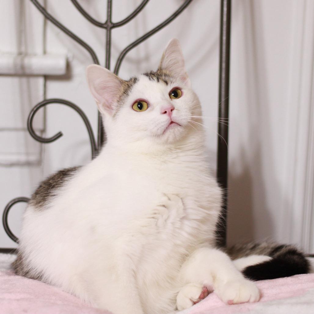 Patrick (Bonded to Sporty), Adoptable, Young Male Domestic Short Hair.