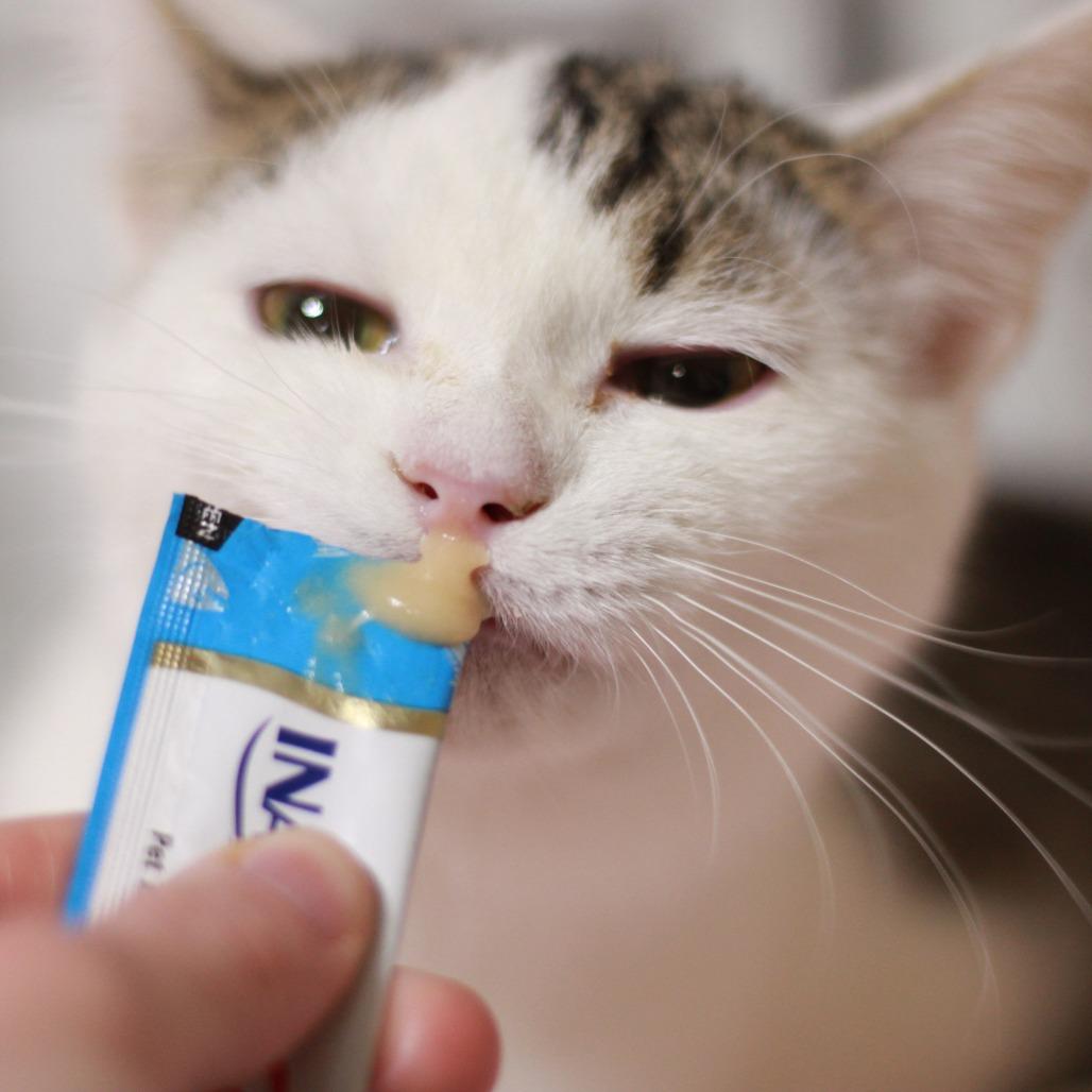 Enlarge Patrick (Bonded to Sporty), a Adoptable Domestic Short Hair in Merrillville, IN image 3/6