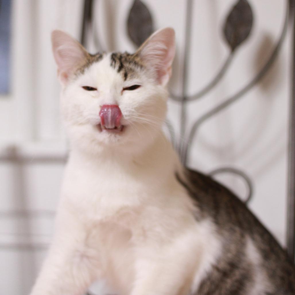 Enlarge Patrick (Bonded to Sporty), a Adoptable Domestic Short Hair in Merrillville, IN image 5/6