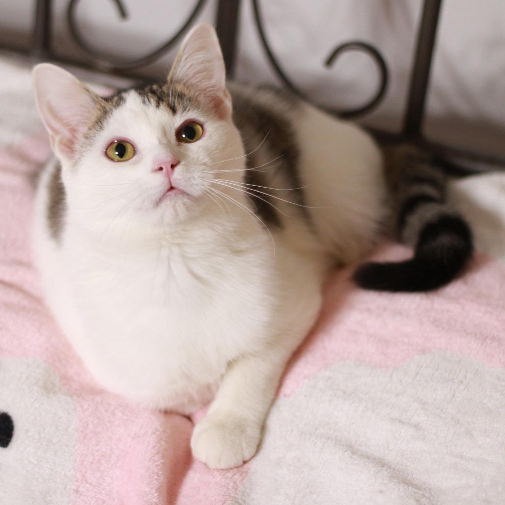 Enlarge Patrick (Bonded to Sporty), a Adoptable Domestic Short Hair in Merrillville, IN image 4/6